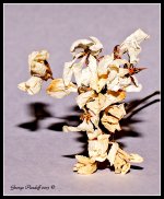 Day248DeadFlower.jpg