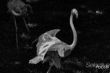 Zoo36.jpg
