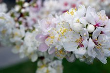 BlossmFullWEB.jpg