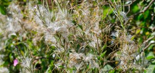 DSC_0759.jpg
