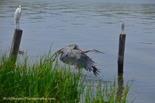 DSC_5298.jpg