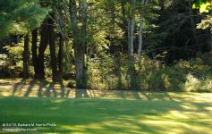 249 Trees & Lawn-130906_01.jpg