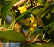 249 Forsythia-130906-01_01.jpg