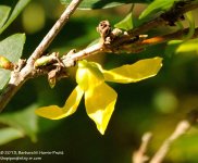 249 Forsythia-130906-02_01.jpg