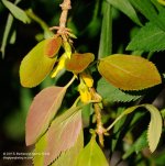 249 Forsythia-130906-03_01.jpg