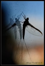 Day249FishFly3.jpg