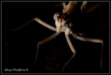 Day249FishFly2.jpg