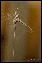 Day249FishFly.jpg