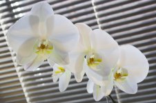 orchid3.jpg