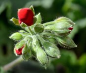 Stacked flower-02..jpg