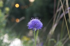 Flower 3.jpg
