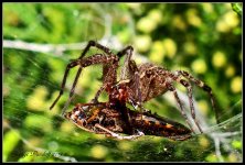 Day250Spider.jpg