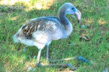 Flamingo1.jpg