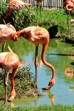 Flamingo2.jpg
