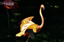 Flamingo3.jpg