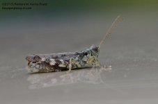 250 Grasshopper-130907-01_01.jpg