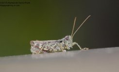 250 Grasshopper-130907-02_01.jpg