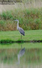 250 Heron-130907-01_01.jpg