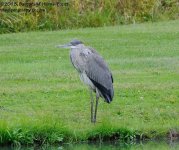 250 Heron-130907-03_01.jpg