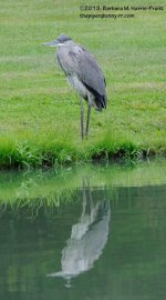 250 Heron-130907-04_01.jpg