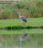 250 Heron-130907-05_01.jpg