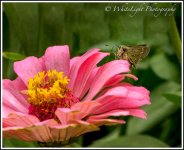 20130808-DSC_8834_WLP.jpg