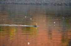 7th Sept 2013-2 082.jpg