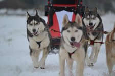 sled dogs one.jpg