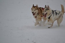sled dogs two.jpg