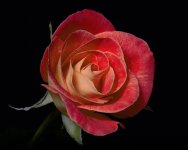 rose (2).jpg