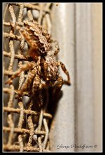 Day251Spider72.jpg
