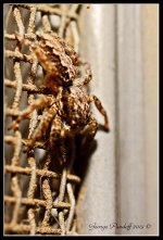 Day251Spider96.jpg