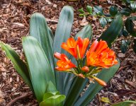 Clivia.jpg