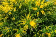 yellodaisy.jpg