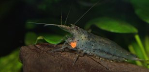 shrimp3_zps843690a2.jpg shrimp3_zps843690a2.jpg