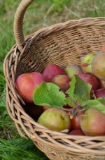 plums_zpsb96a6ae0.jpg plums_zpsb96a6ae0.jpg
