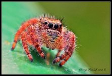 Day251Spider3.jpg