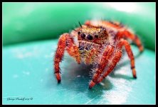 Day251Spider2.jpg