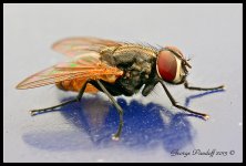 Day251Fly.jpg