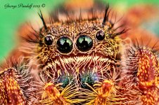 Day251SpiderInMyGrill.jpg