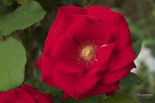 _AAA1390 - Version 2.jpg