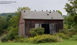 251 Vultures-130908-03_01.jpg