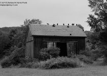 251 Vultures-130908-07_01.jpg