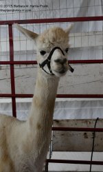 251 Alpaca-130908-01_01.jpg