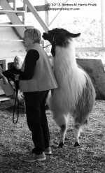 251 Llama-130908-02_01.jpg