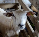 251 Sheep-130908-02_01.jpg