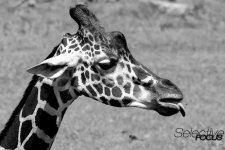 Zoo41.jpg