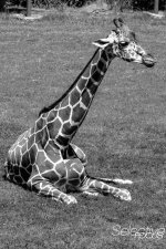 Zoo40.jpg