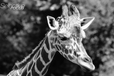 Zoo39.jpg