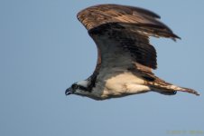 DSC_3538.jpg